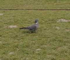 Columba palumbus