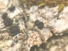 Bacidia crenulata