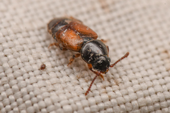 Anthonaeus agavensis