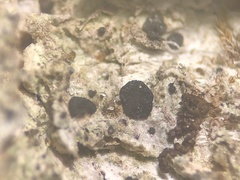 Bacidia crenulata