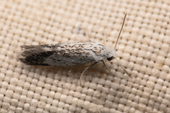 Prodoxus marginatus