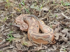 Python brongersmai