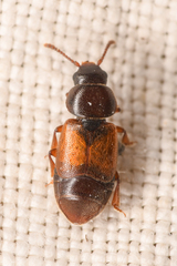 Anthonaeus agavensis