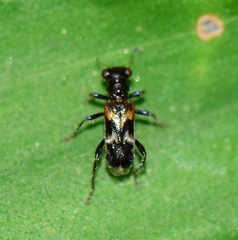 Hydnocerinae