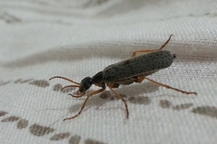 Epicauta fulvicornis