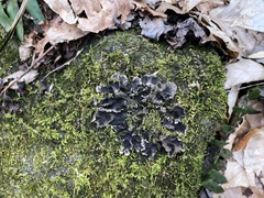 Peltigera evansiana