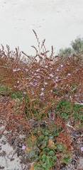 Limonium companyonis