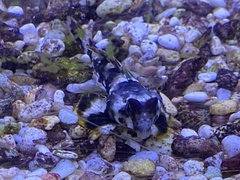 Synchiropus ocellatus