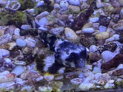 Synchiropus ocellatus