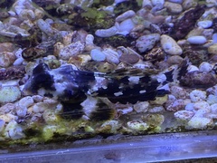 Synchiropus ocellatus