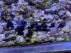 Synchiropus ocellatus