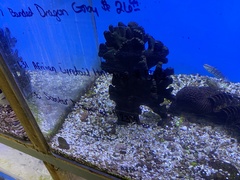 Synchiropus ocellatus