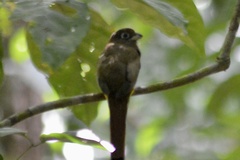Trogon rufus