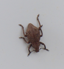 Amnemus quadrituberculatus