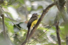 Trogon rufus