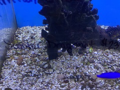 Synchiropus ocellatus