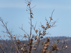 Passer montanus