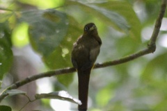 Trogon rufus