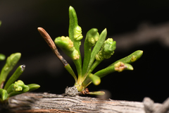 Eriophyes adenostomae