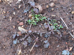 Phacelia ranunculacea