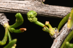 Eriophyes adenostomae