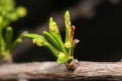 Eriophyes adenostomae
