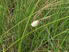 Tenodera superstitiosa