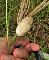 Tenodera superstitiosa
