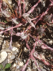 Petrosedum pruinatum