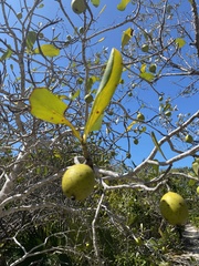 Annona glabra