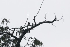 Campylorhynchus turdinus