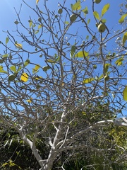 Annona glabra