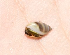 Olivella semistriata