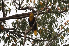 Psarocolius bifasciatus