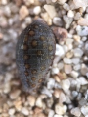 Jenneria pustulata