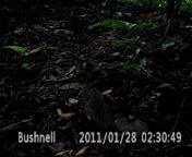 Dromococcyx phasianellus