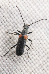 Grammoptera militaris