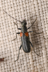 Grammoptera militaris