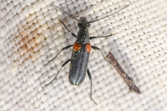 Grammoptera militaris