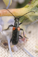 Grammoptera militaris