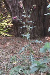 Cirsium faucium