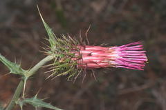 Cirsium faucium