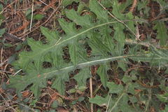 Cirsium faucium