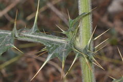 Cirsium faucium