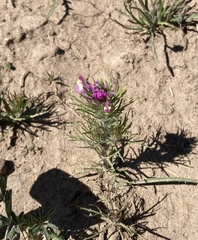 Castilleja exserta