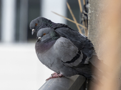Columba livia domestica