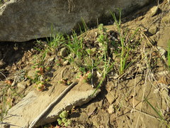 Sedum pulchellum