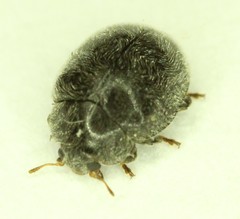 Rhyzobius forestieri