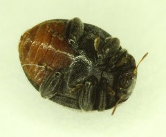 Rhyzobius forestieri