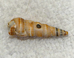 Cerithideopsis californica